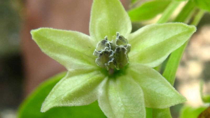 Bird's Eye Chilies (Kochchi Miris)