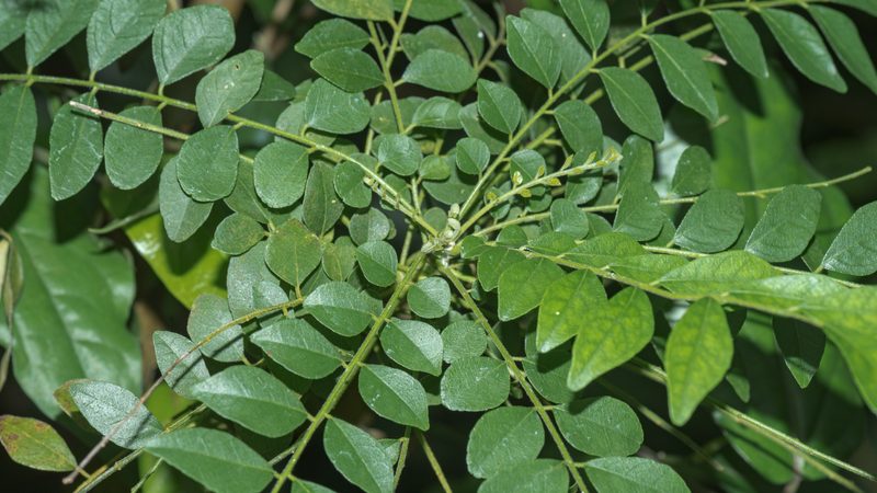 Curry Leaves (Karapincha)