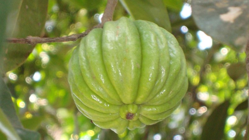 Goraka Paste